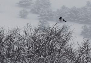 Erzurum'da 700 köy yolu kapalı